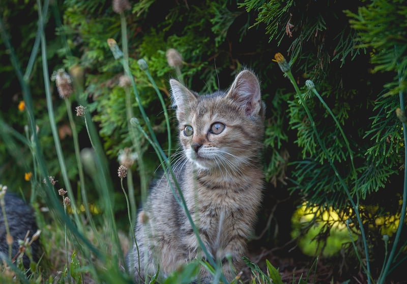 Viral Pet Videos